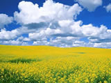 ɹҩƷ